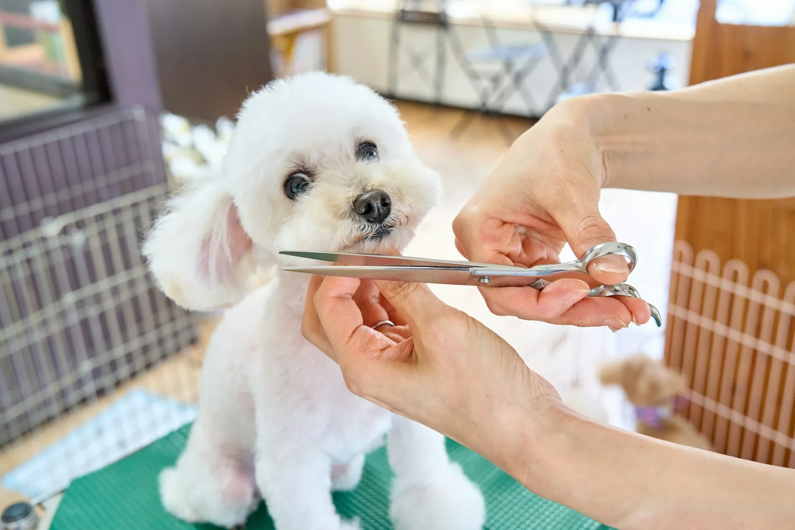 Groomer trimming a small white dog with scissors